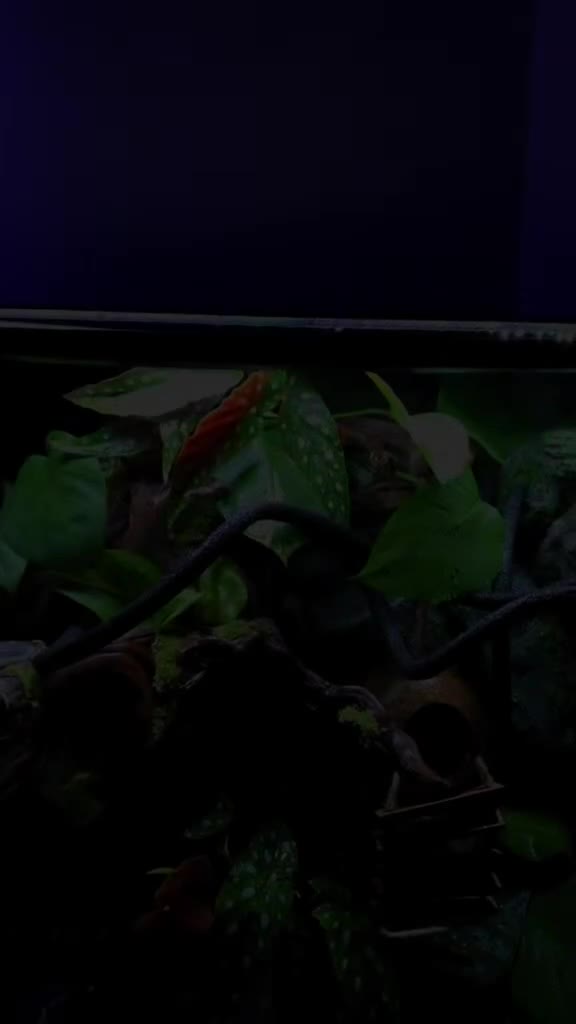 Gecko reptiles for sale: Exo terra 60x45x90 + trio of crested geckos  - Video 1