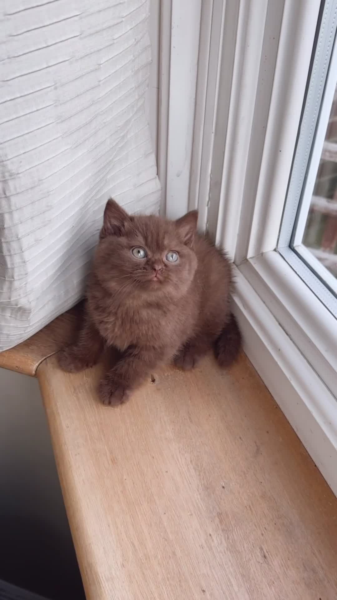 British Shorthair cats for sale: Chunky Chocolate Tica reg BS kittens  - Video 1
