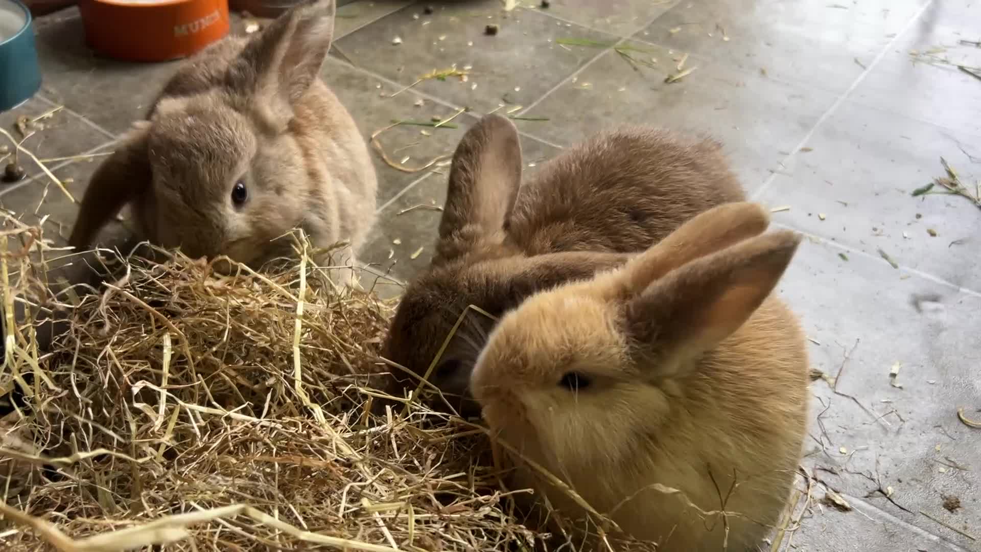 Dwarf Lop rabbits for sale: Dwarf lops ready for forever homes 15th November  - Video 2