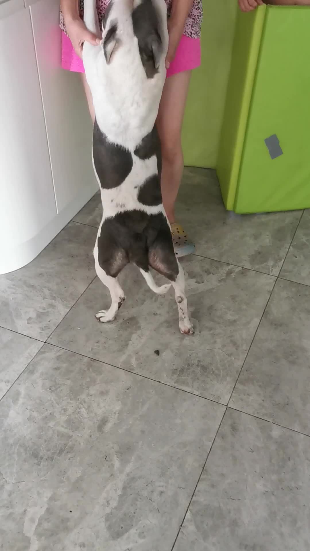 Staffordshire Bull Terrier dogs for sale: Beautiful Staffordshire bull terrier  - Video 2