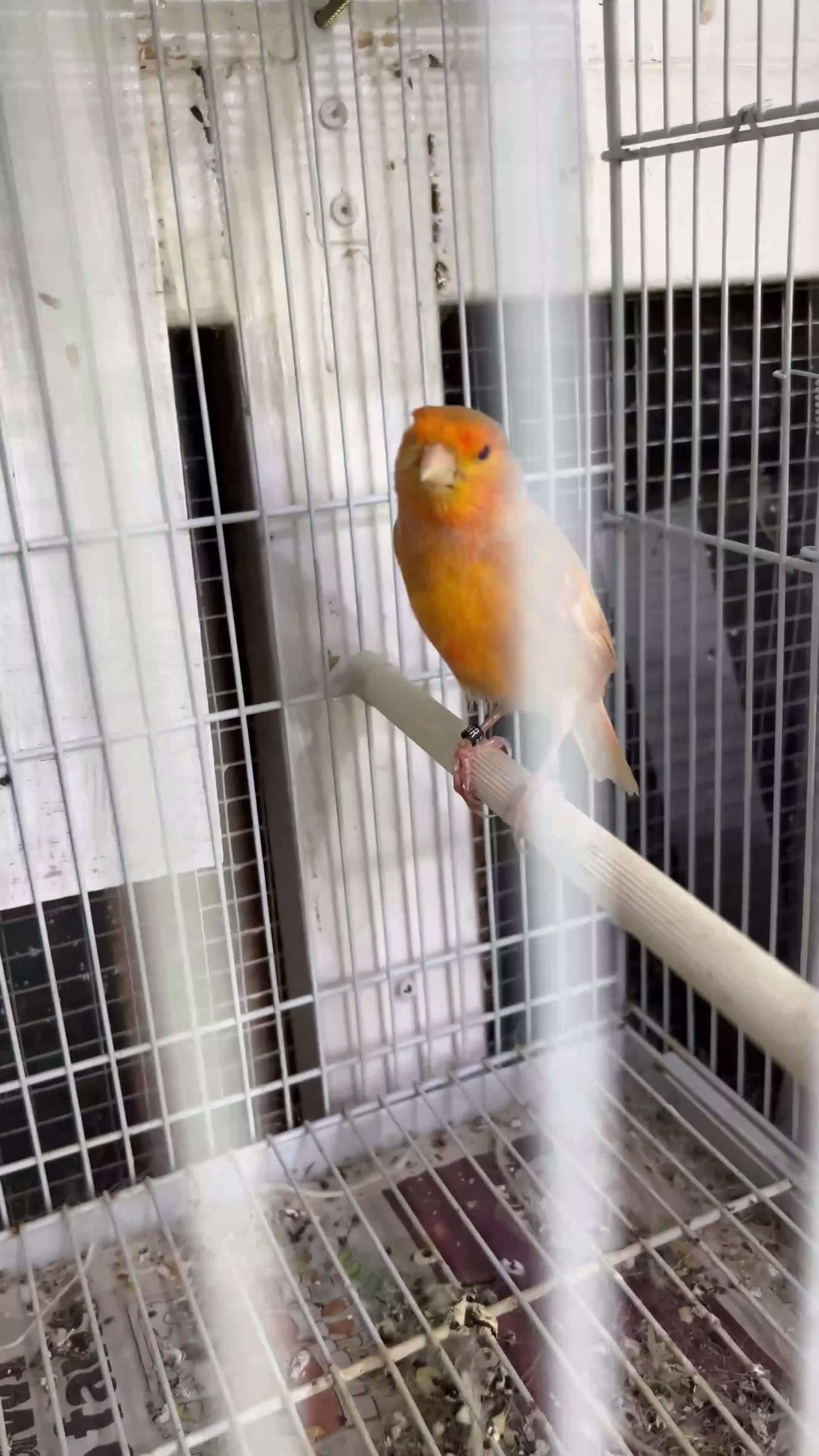 Canaries birds for sale: Canaries for sale  - Video 2
