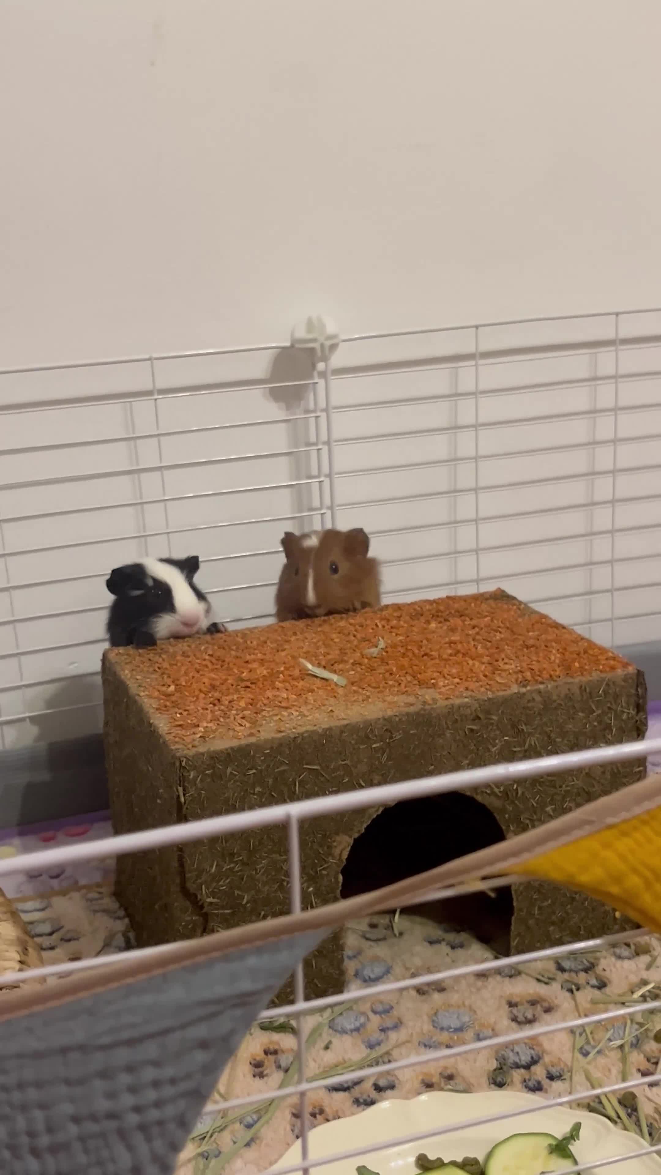 Guinea Pig rodents for sale: Bonded Male Guinea Pigs for Rehoming - Video 1