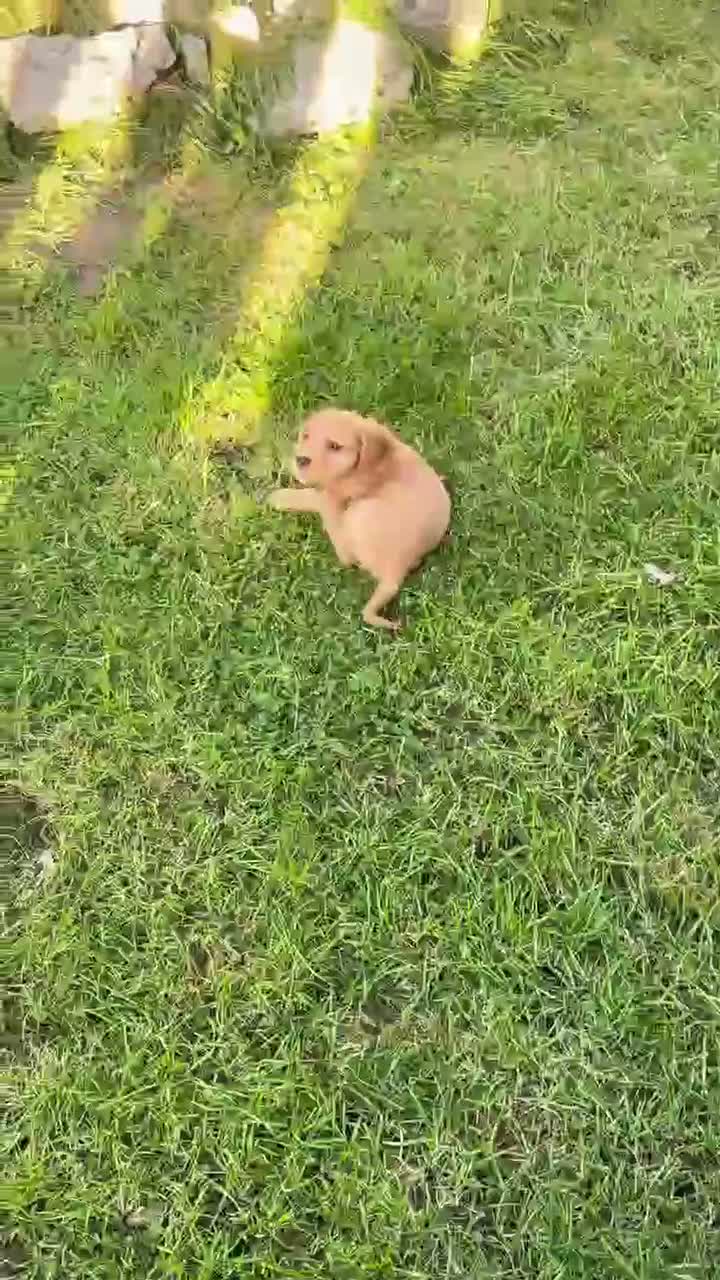 Cocker Spaniel dogs for sale: Beautiful Cocker spaniel pups  - Video 3