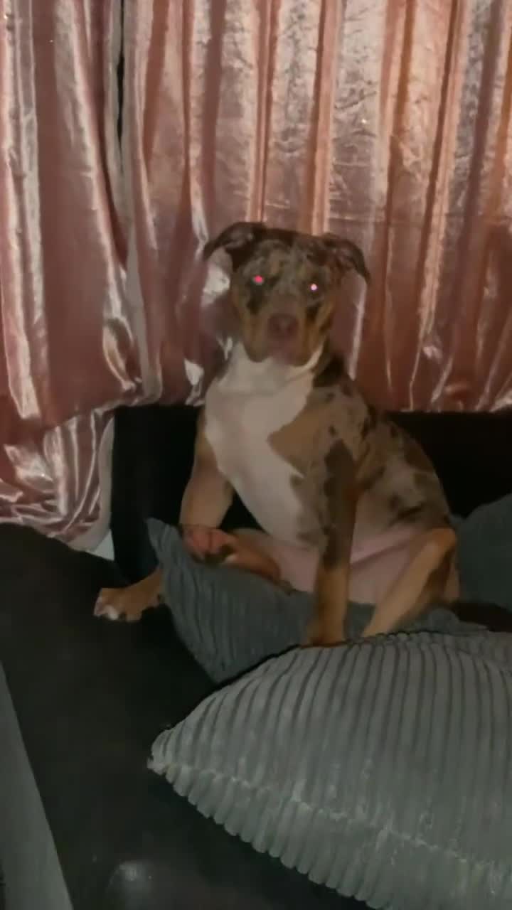 Mixed Breed dogs for sale: American bully mixed  in Runcorn - Video 1
