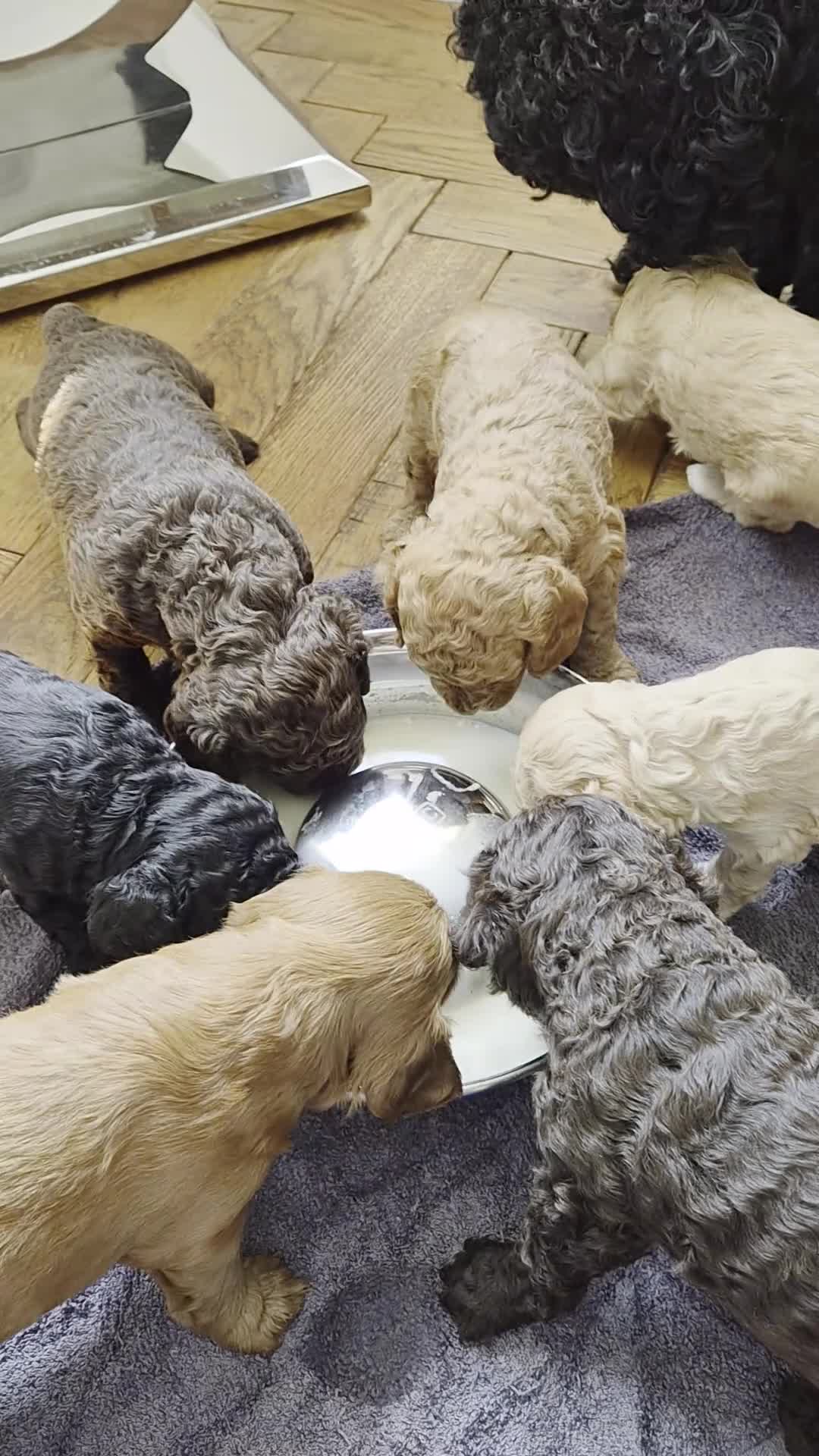 Cockapoo dogs for sale: Gorgeous Cockapoo Puppies Available forReservation - Video 2