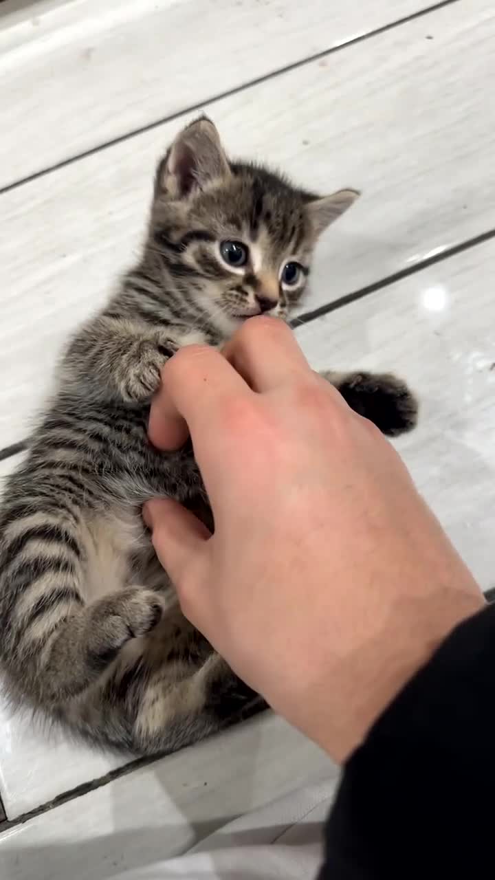 Domestic Shorthair cats for sale: Adorable tabby kittens and black kittens  - Video 3