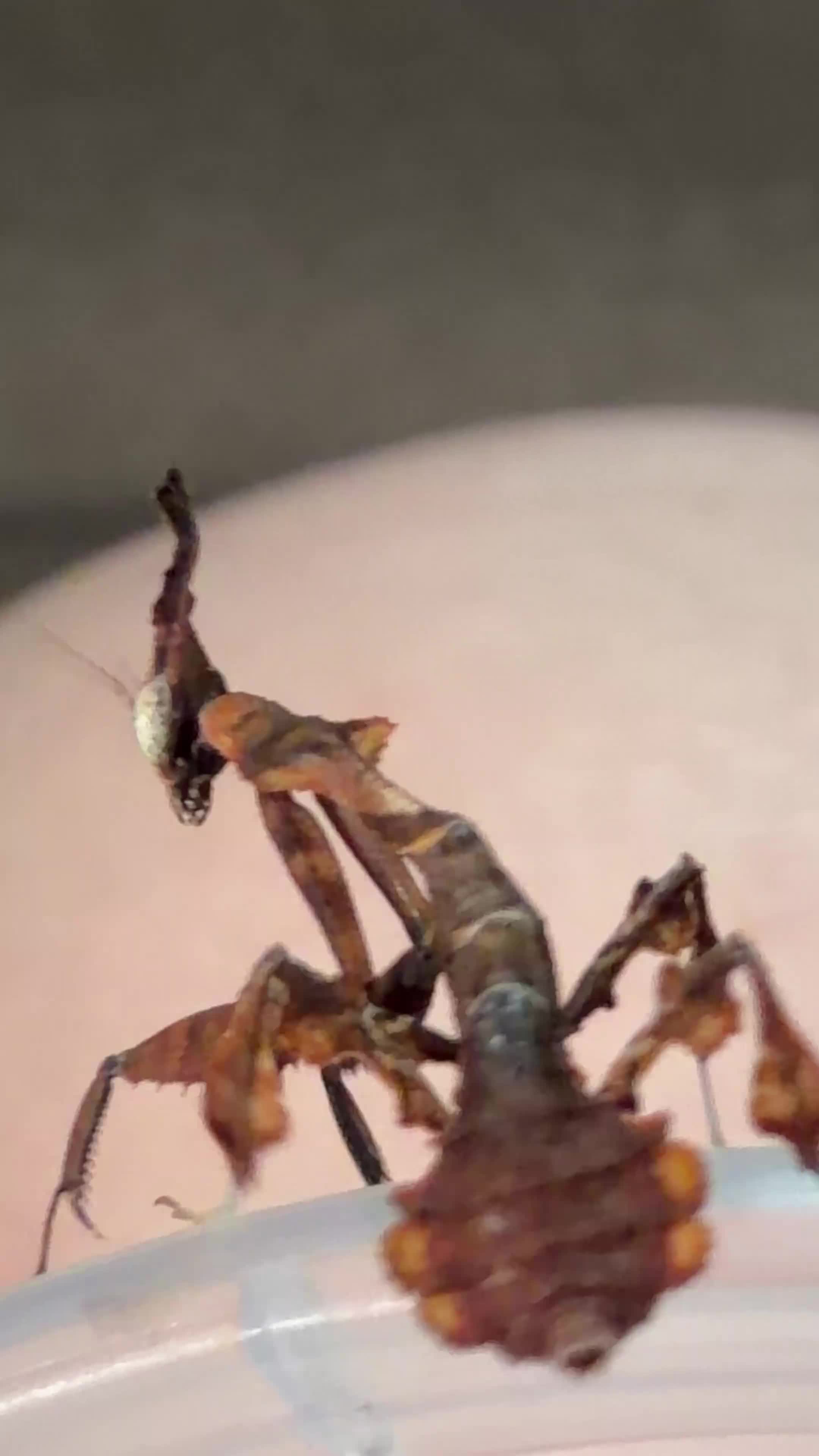 Praying Mantis invertebrates for sale: Phyllocrania paradoxa(ghost mantis) - Video 1
