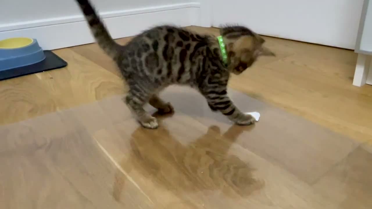 Bengal cats for sale: BENGAL kitten *READY to GO* to their forever homes - Video 1