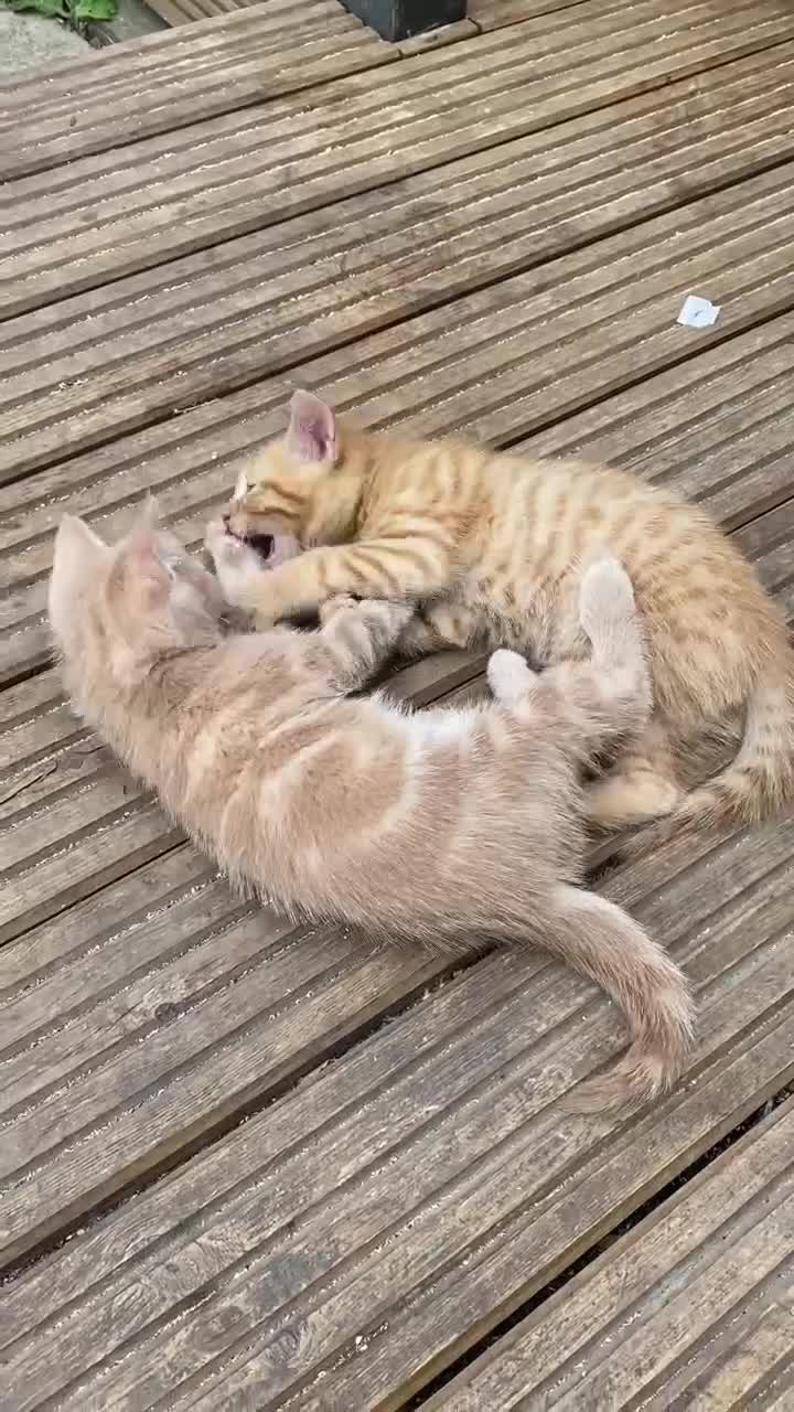 Mixed Breed cats for sale: 3 kittens for sale ready now - Video 1