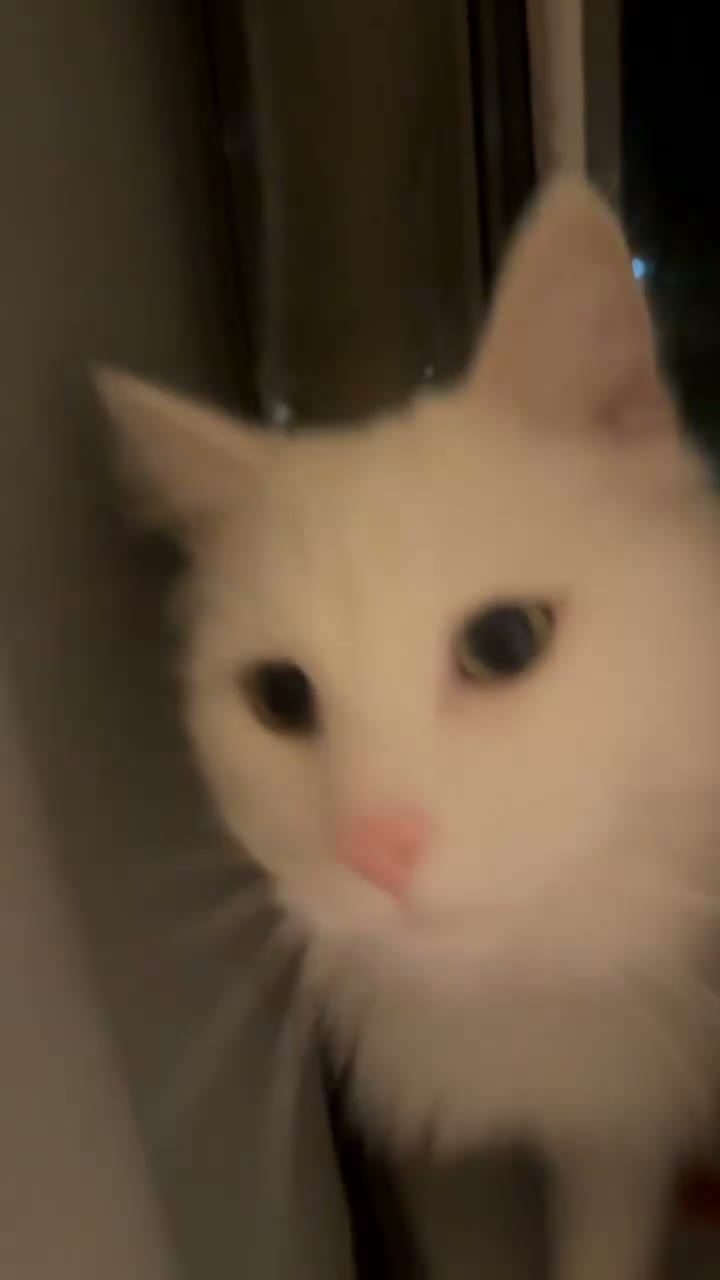 Persian cats for sale: Persian Cat For Adoption FREE in Manchester - Video 1
