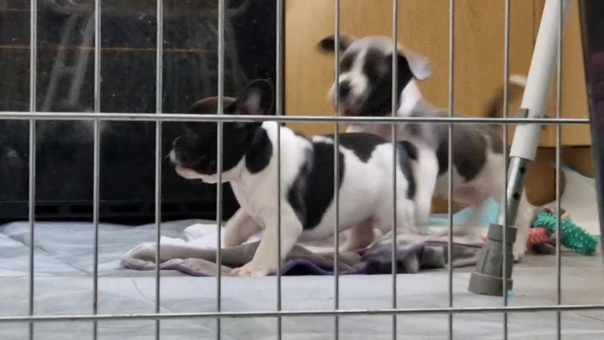 Mixed Breed dogs for sale: Fantastic 3/4 French bulldog and a 1/4 jack puppy - Video 4