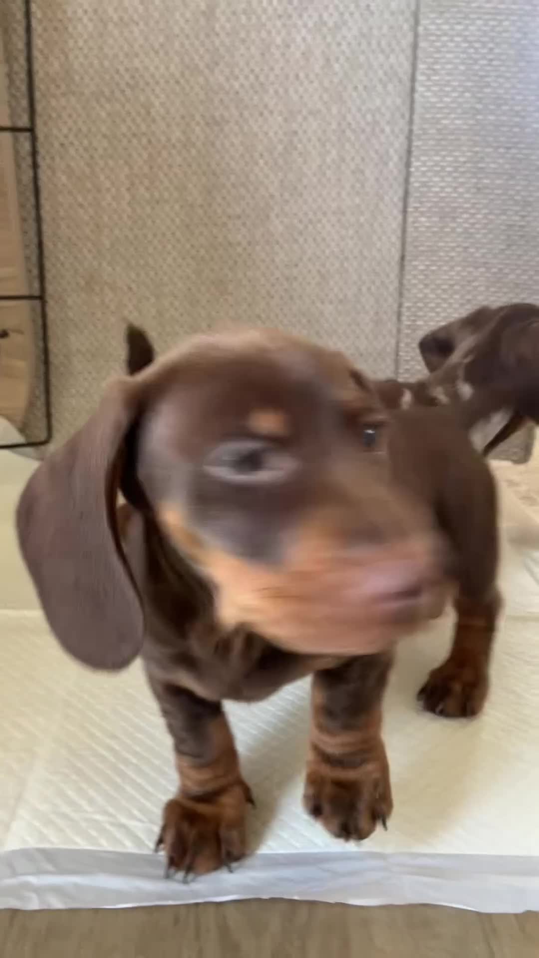 Miniature Dachshund dogs for sale: Miniature dachshund boys - Video 1