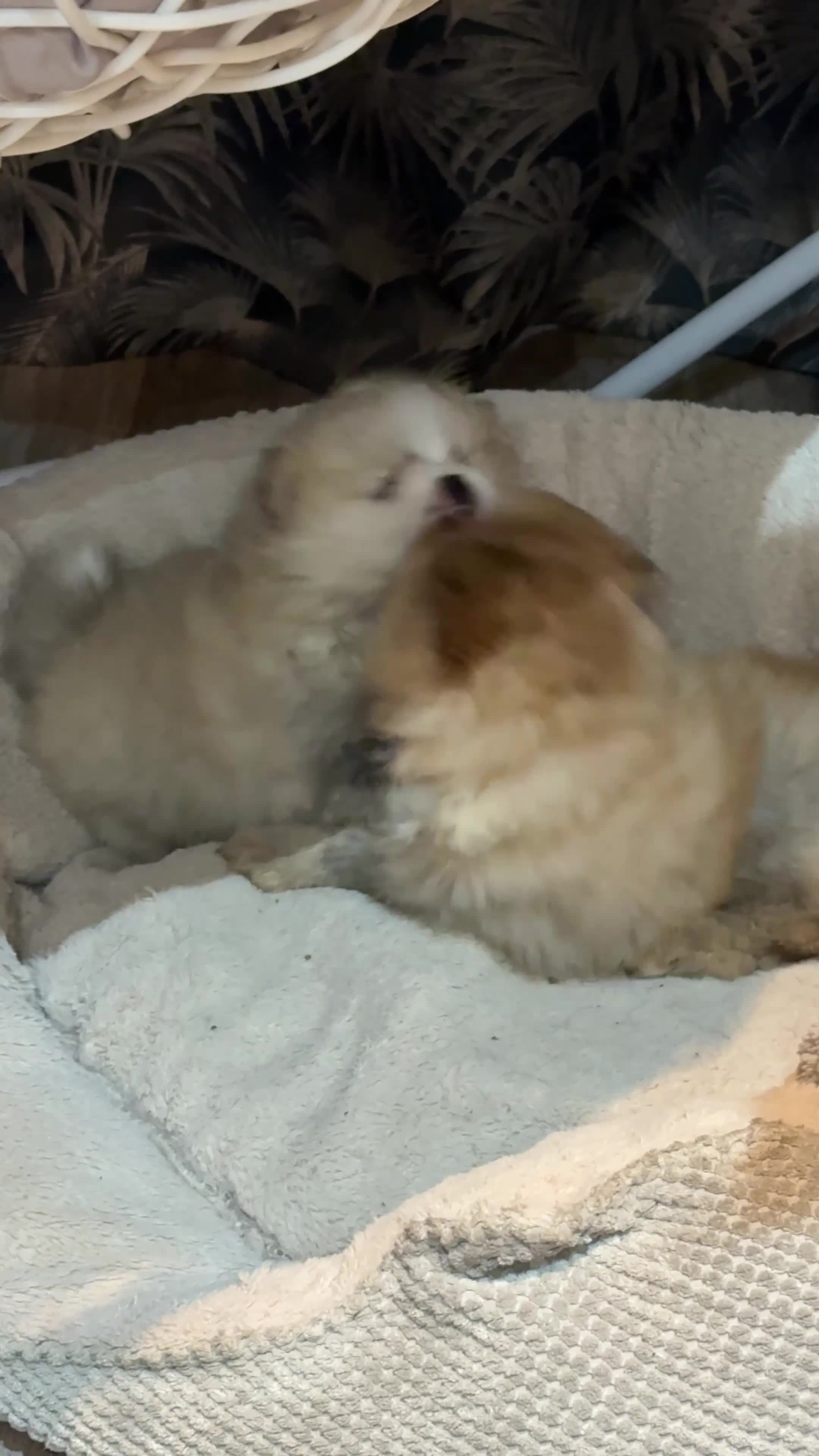 Pomeranian dogs for sale: KC Registered Pure Pomeranian,Teddy Bear Type in Livingston - Video 3
