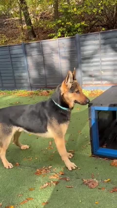 German Shepherd dogs for sale: Mr Ryuu - Video 1
