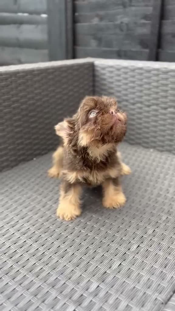 French Bulldog dogs for sale: REDUCED FlOODLE /French bulldogs - Video 3