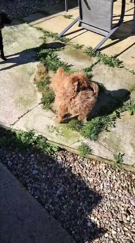 Toy Poodle dogs for sale: Tor poodle girls  - Video 1