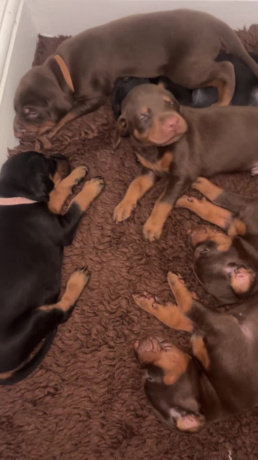 Dobermann dogs for sale: Beautiful Doberman puppues - Video 3
