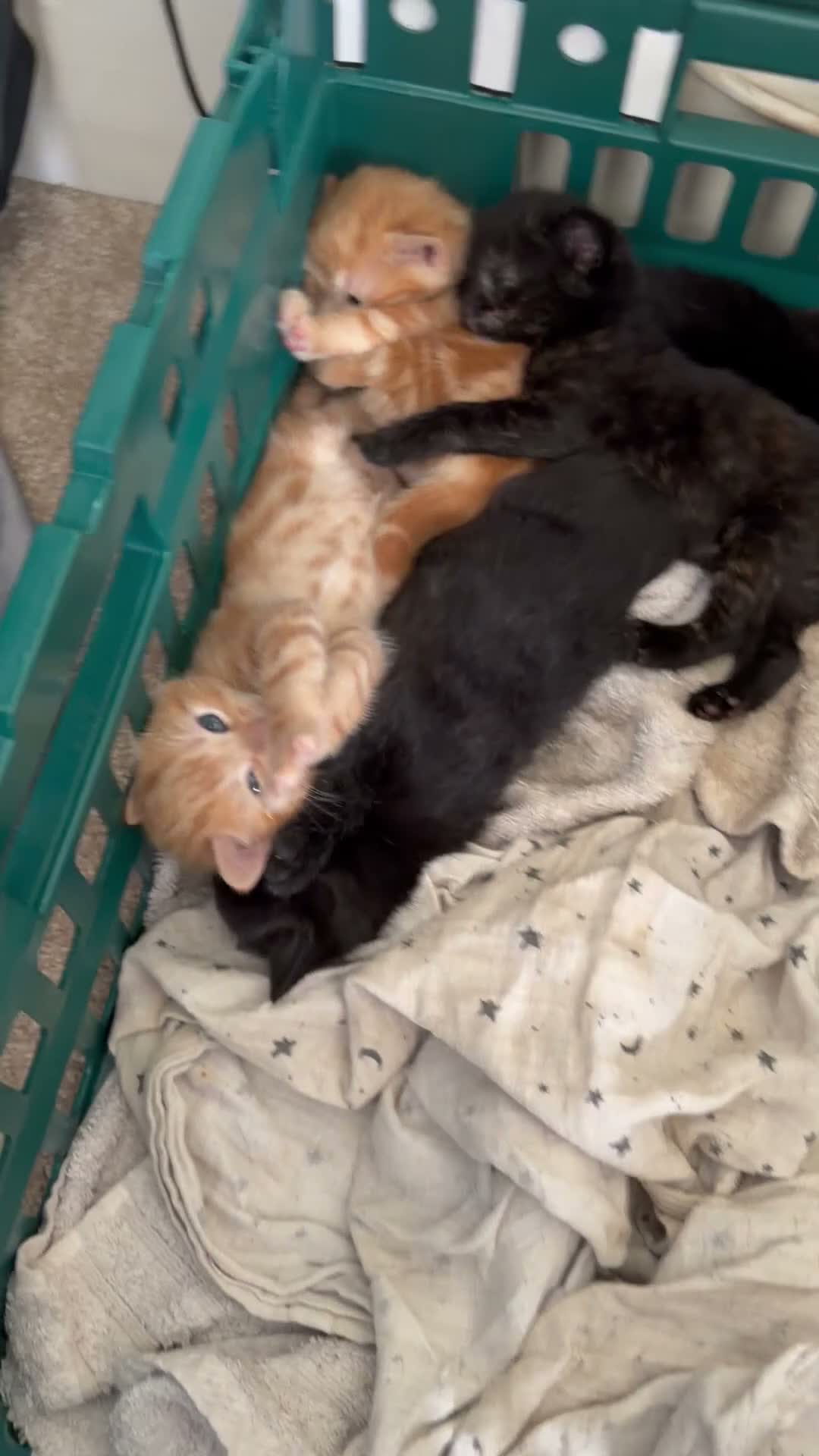 Mixed Breed cats for sale: Kittens - PICK ME!!  - Video 1