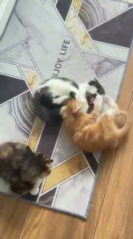 Mixed Breed cats for sale: 3 x beautifull kittens for sale - Video 1