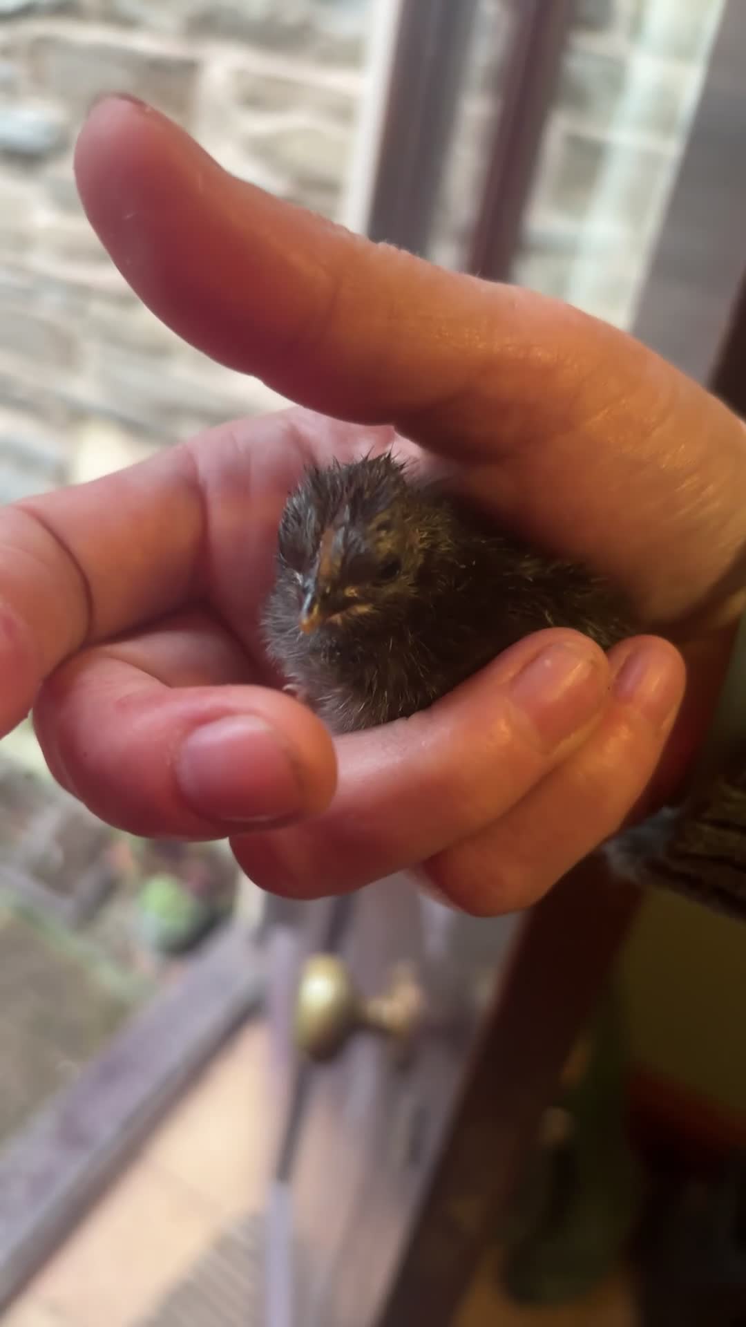 Chickens poultry for sale: Tiny Serama babies - Video 1