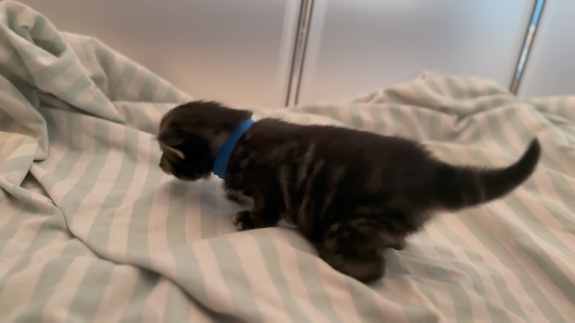 Mixed Breed cats for sale: Maine coon mixed kittens  in Ashford - Video 2