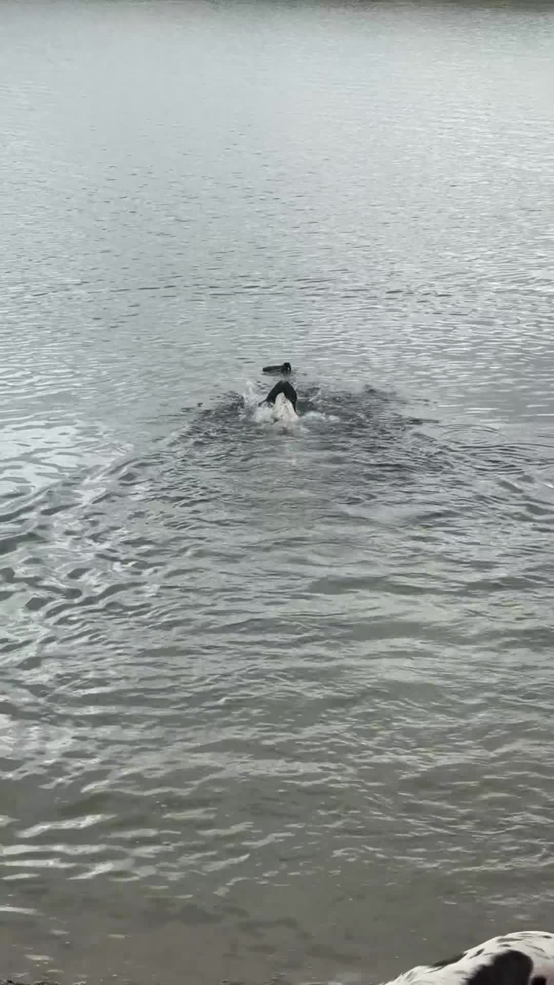 English Springer Spaniel dogs for stud: KC Reg, Health tested & Proven Working ESS - Video 1