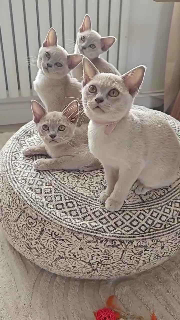 Burmese cats for sale: Reservations for a lilac burmese kittens - Video 1