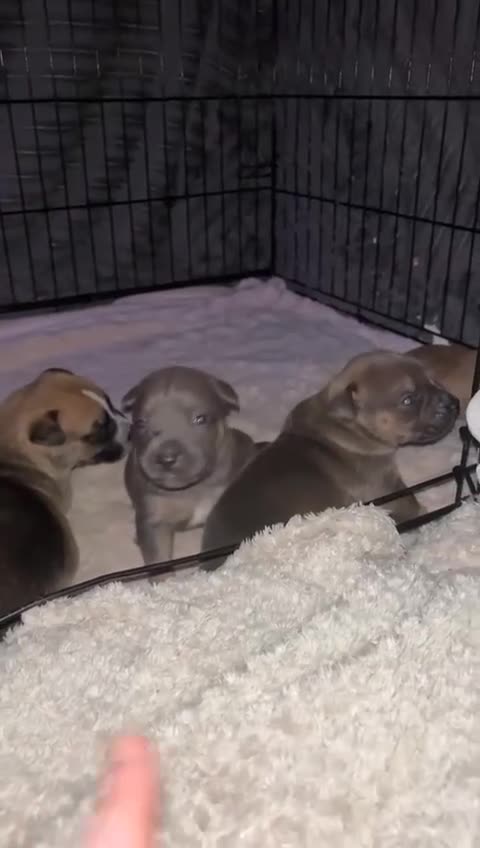 Mixed Breed dogs for sale: Puppies for sale  - Video 1