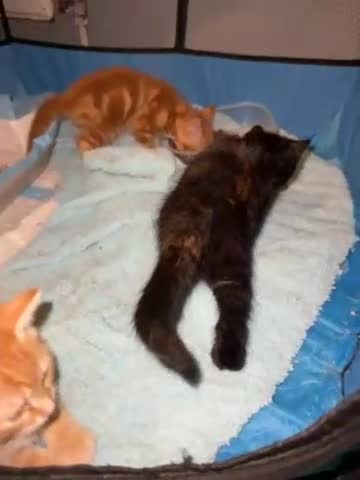 Mixed Breed cats for sale: Beautiful ginger kittens for SALE in Bradford - Video 1