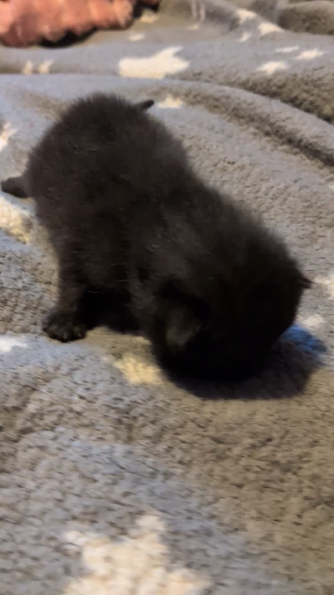 British Shorthair cats for sale: 4 kittens - Video 3