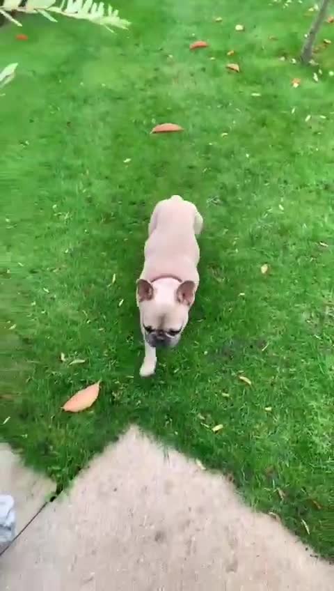 French Bulldog dogs for adoption: 💙 BISCUIT -sweet  11 months boy(neutered)💙 - Video 1