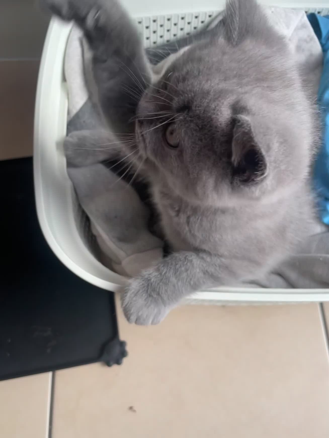 British Shorthair cats for sale: 5  BSH kittens - Video 3