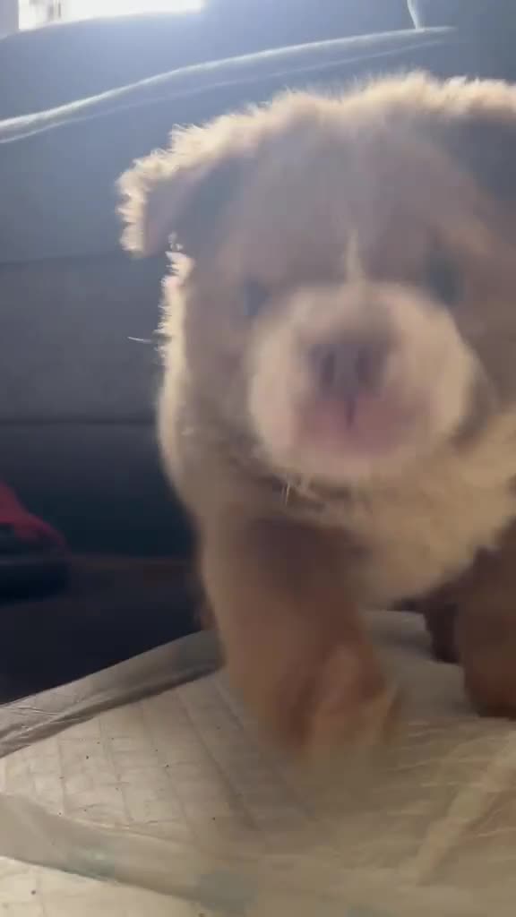 English Bulldog dogs for sale: READY TO LEAVE Fluffy English Bulldog Puppies - Video 1