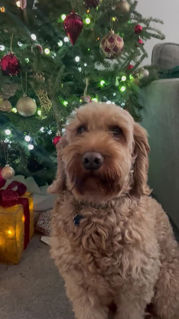 Cockapoo dogs for stud: Cockapoo Stud Dog (PROVEN) in Maidstone - Video 1