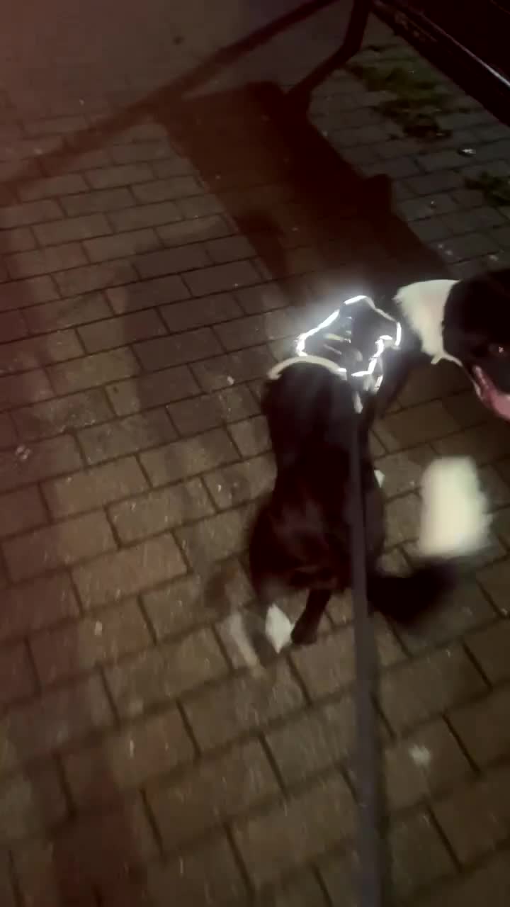 Sprollie dogs for sale: 1 year old sprollie  - Video 1