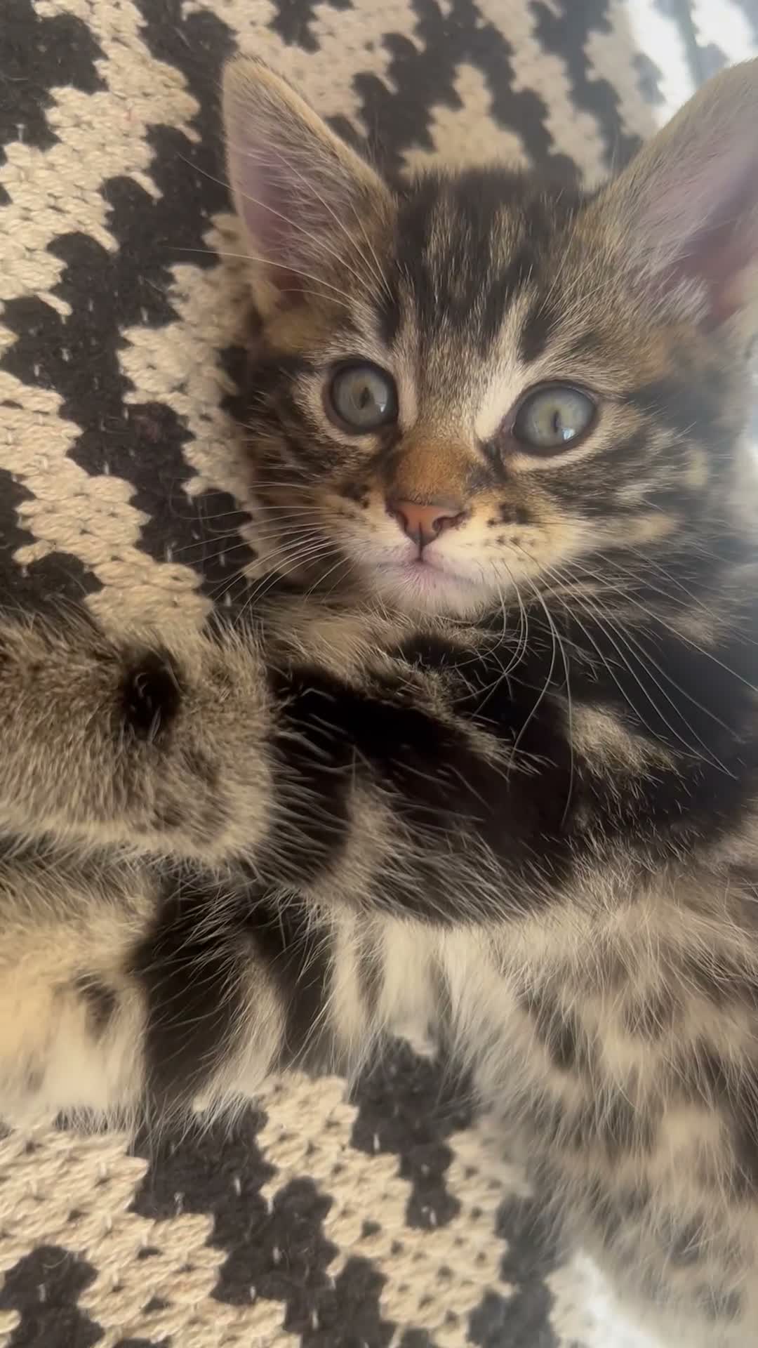 Mixed Breed cats for sale: 4 Beautiful Kittens Looking for Loving Homes 🐾 in Norwich - Video 3