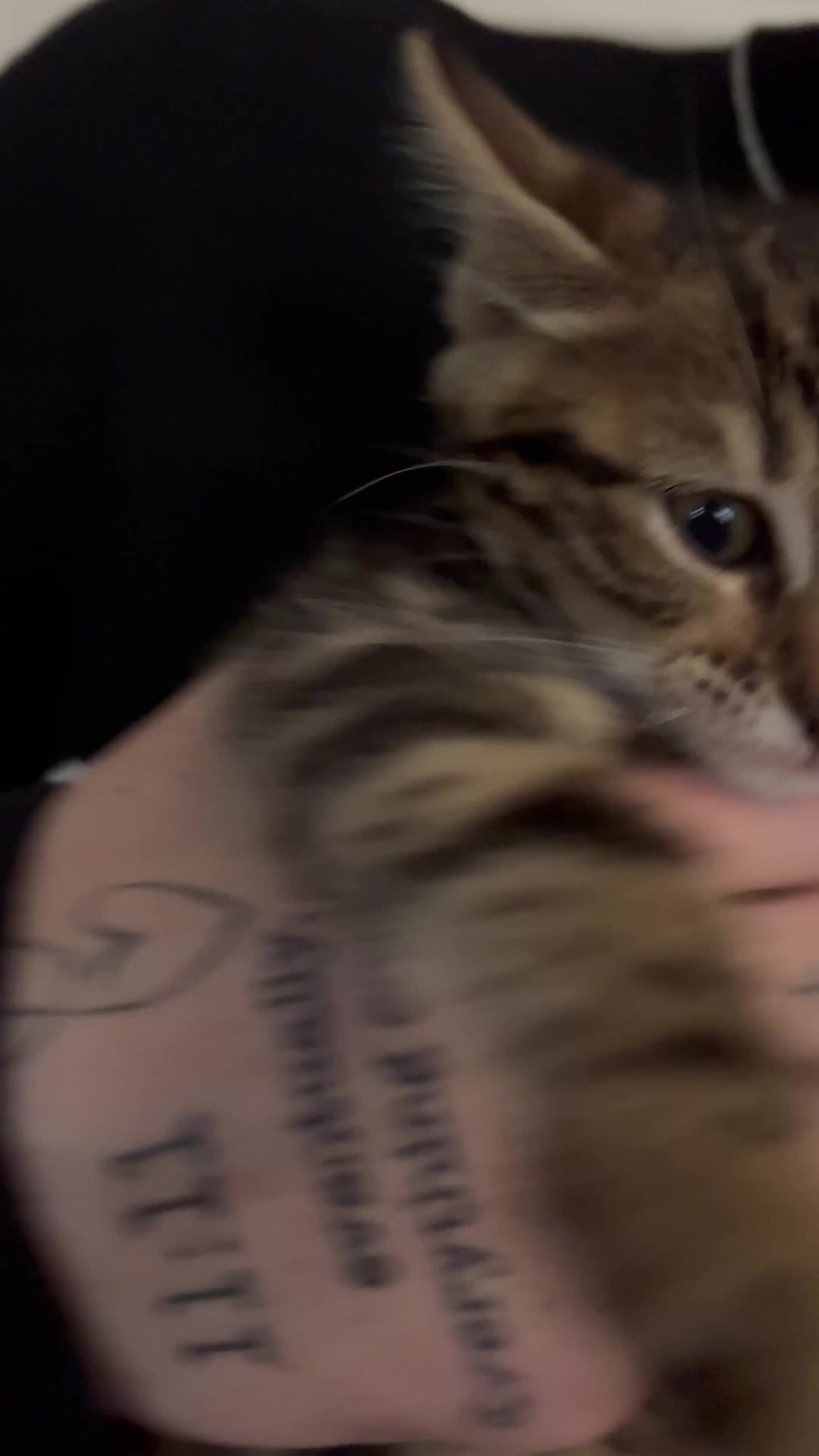 Bengal cats for sale: BEGAL CROSS TABBY - Video 3