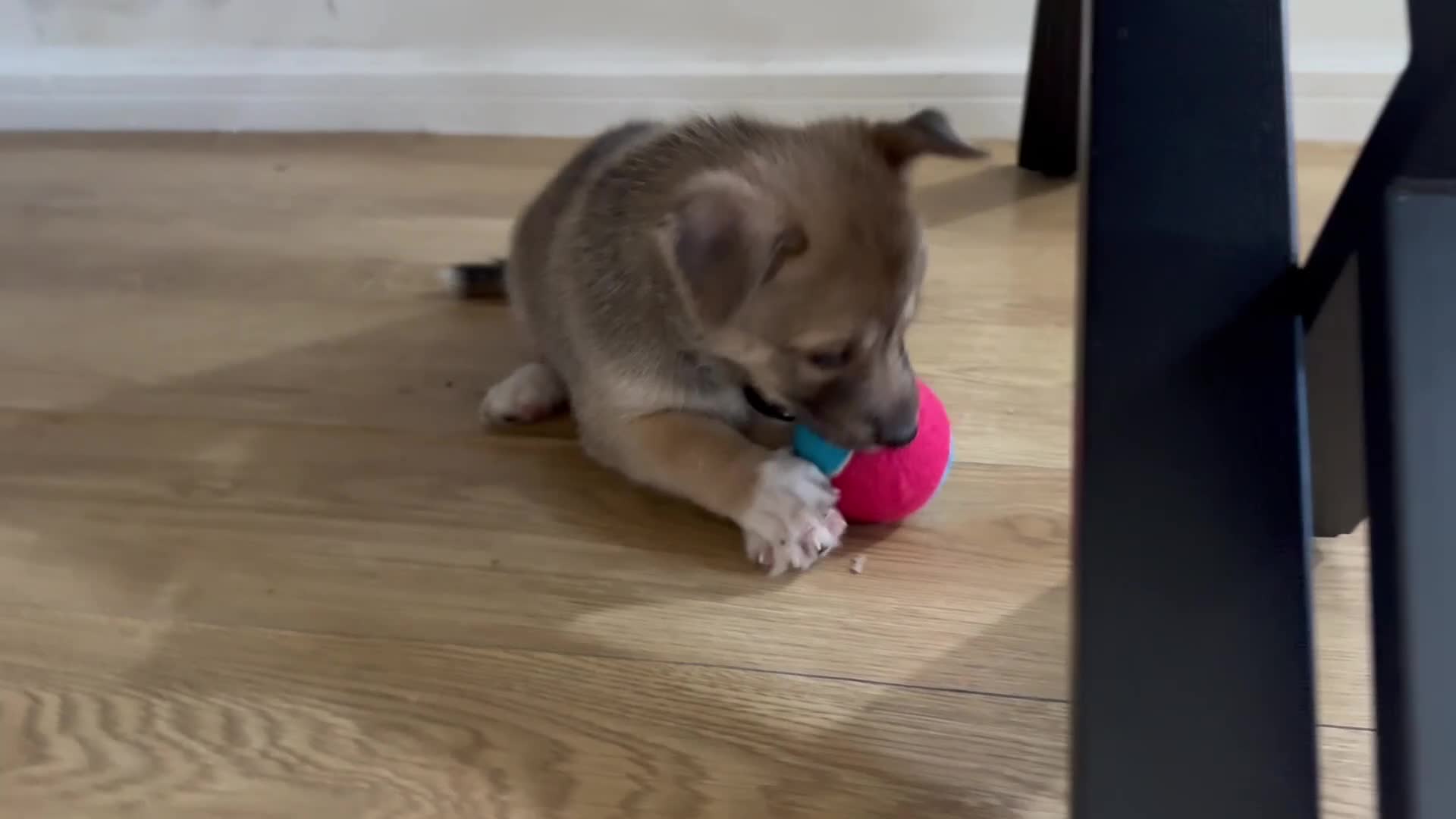 Mixed Breed dogs for sale: Mixed breed puppies - Video 5