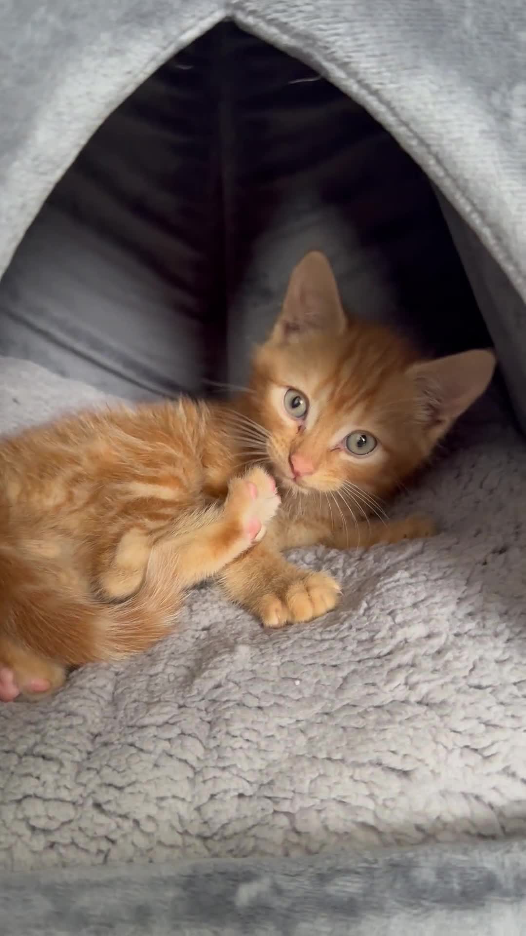 Domestic Shorthair cats for sale: 15 week old Kitten - Video 1