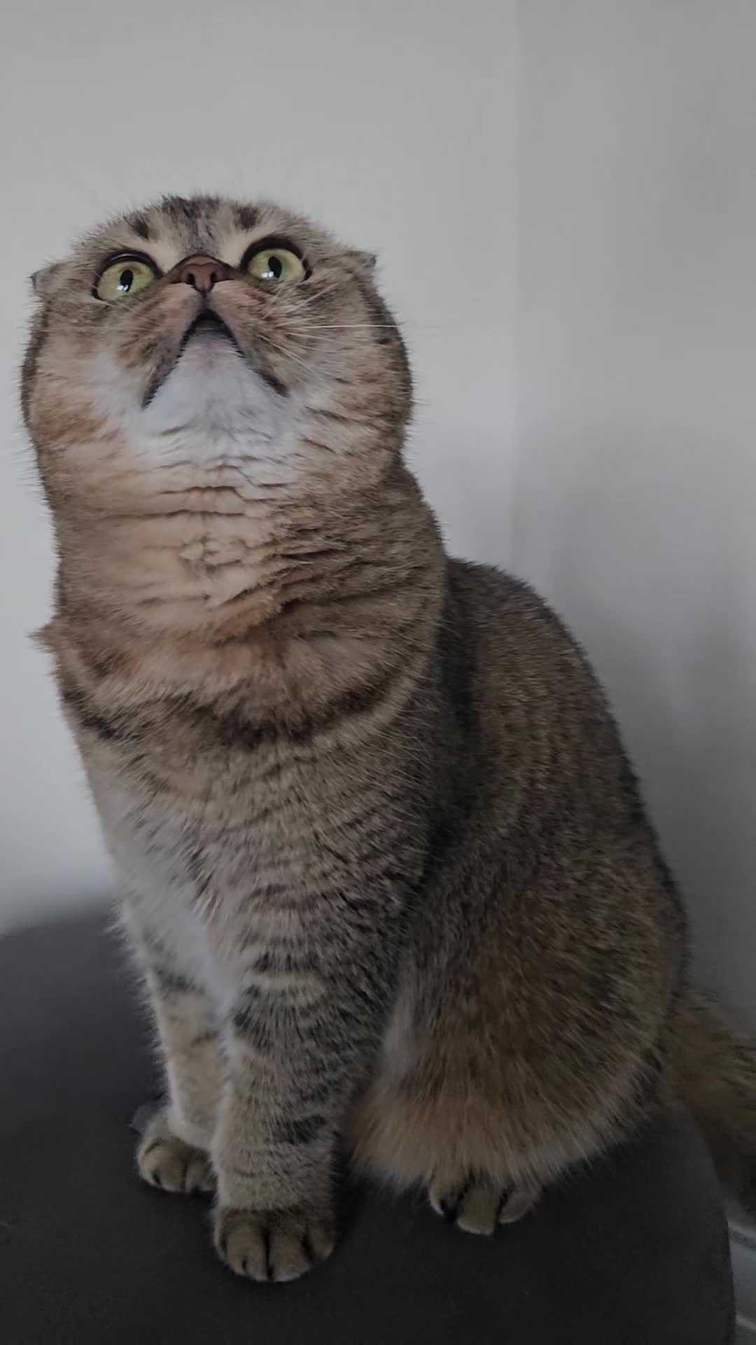 Scottish Fold cats for sale: Beloved Female Scottish Fold Mimi in Ipswich - Video 1
