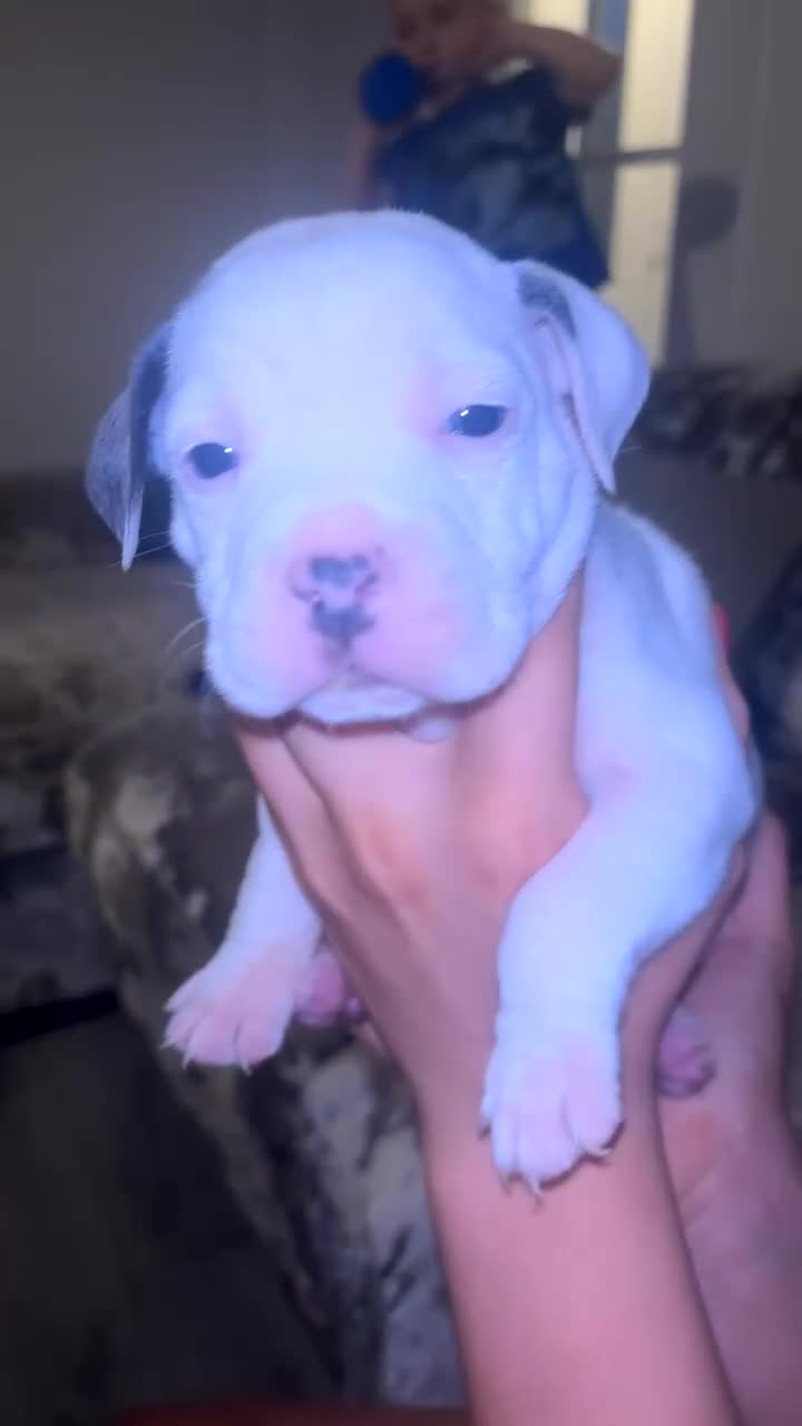 Staffordshire Bull Terrier dogs for sale: Staffordshire bull terriers  - Video 1