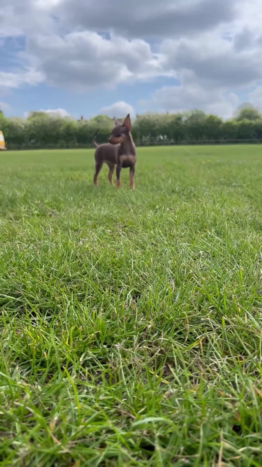 Miniature Pinscher dogs for sale: Beautiful 5generation pedigree min pin pupp - Video 1