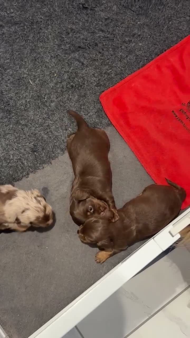 Miniature Dachshund dogs for sale: KC Registered Miniature Long-Haired Dachshunds in Colchester - Video 1