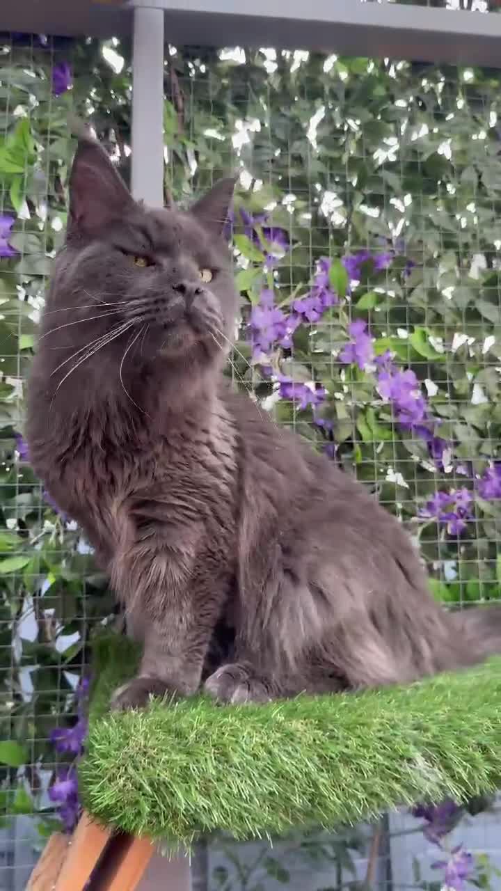 Maine Coon cats for sale: Giant Maine Coon! 20+ Generation Champion Heritage - Video 2