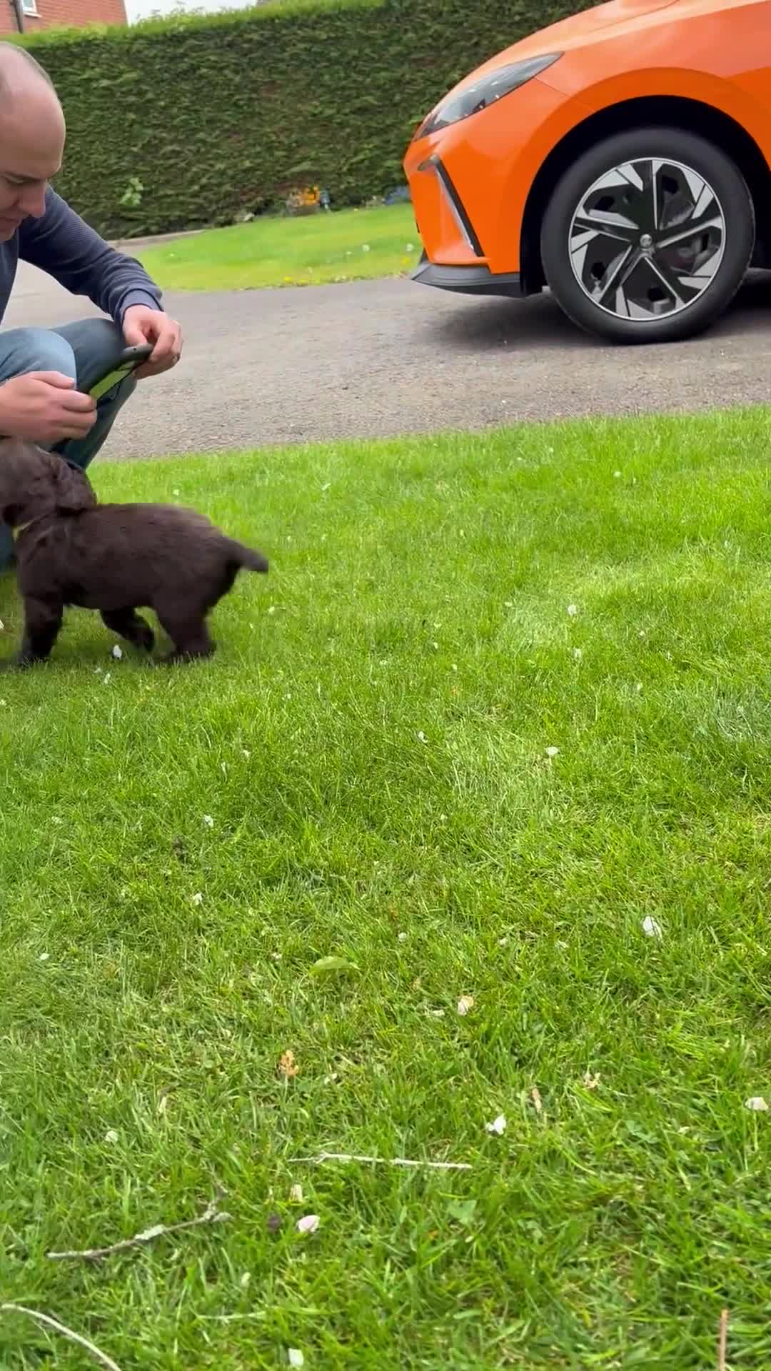 Cocker Spaniel dogs for sale: Last Working cocker Available RKC - Ready Now  - Video 2