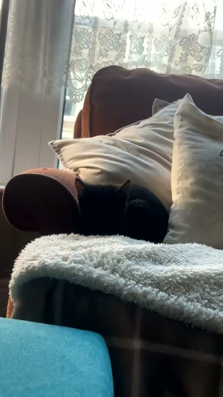 Domestic Shorthair cats for sale: 11 week old kitten for sale !  - Video 1