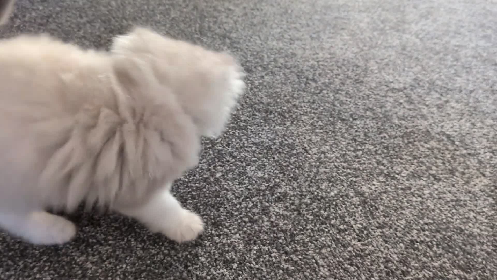Ragdoll cats for sale: 🏆 GCCF Champion Ragdolls • Active Considered - Video 1