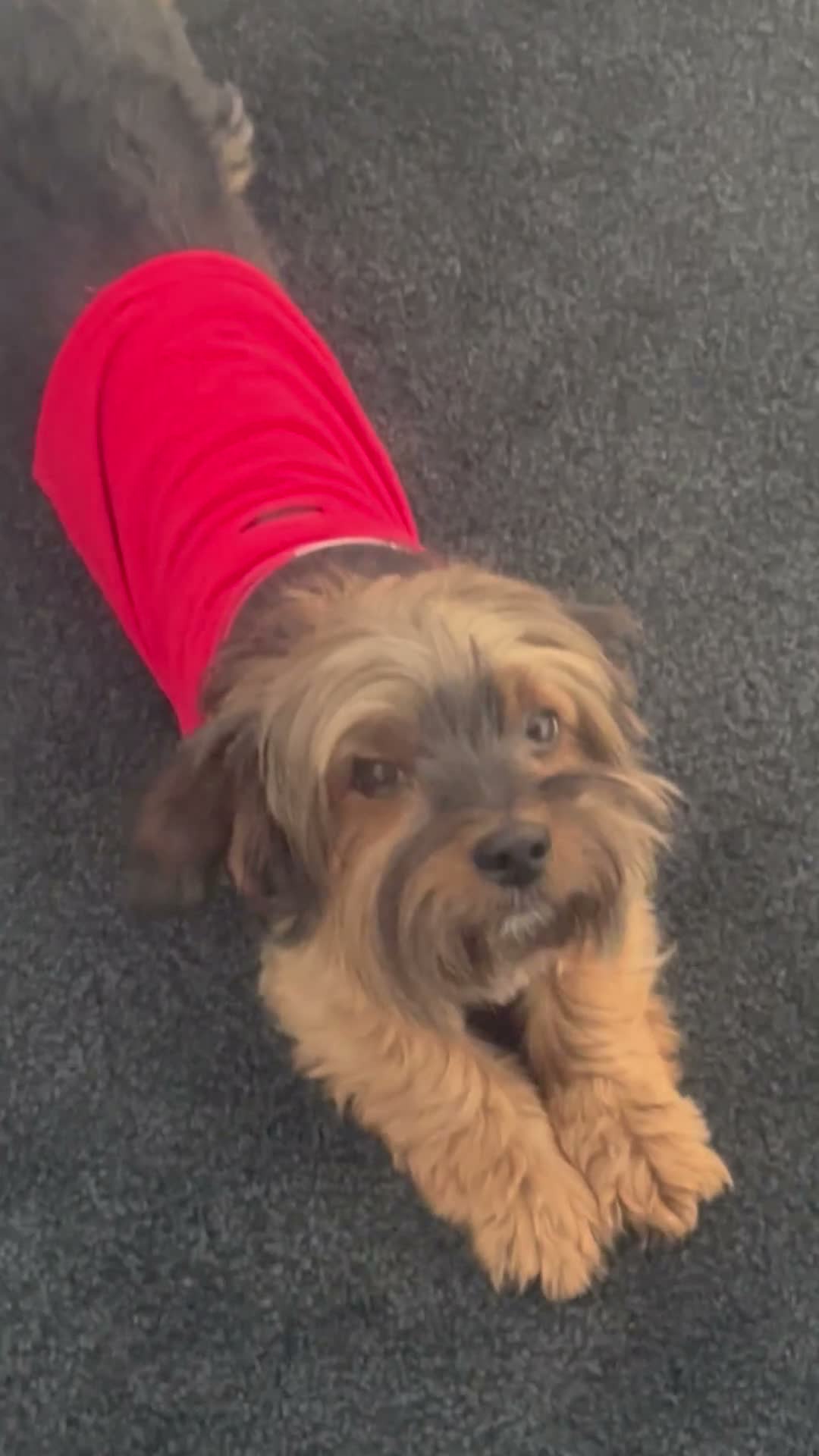 Yorkshire Terrier dogs for sale: Beautiful Yorkshire Terrier Puppies - Video 1