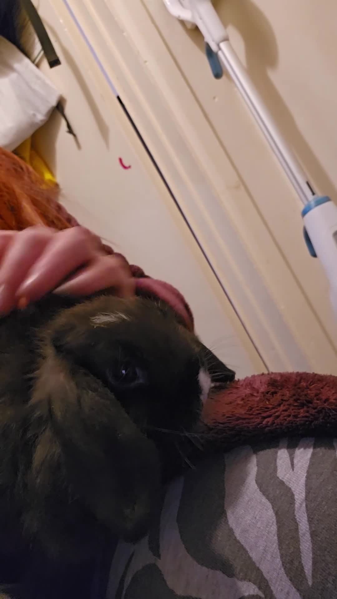 Mini Lop rabbits for sale: Mini lops - Video 2