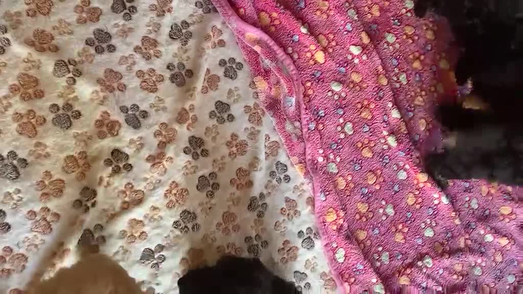 Toy Poodle dogs for sale: TOY POODLE GIRLS AND BOYS READ NOW  - Video 1